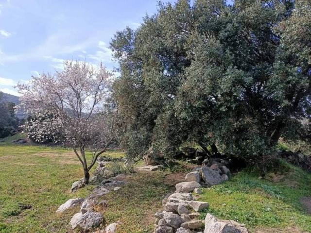 Terreno en venta en Cenicientos, Madrid