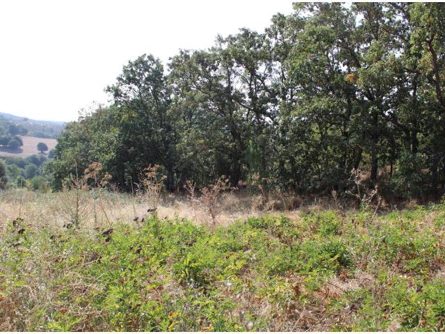 Terreno en venta en Cercedilla