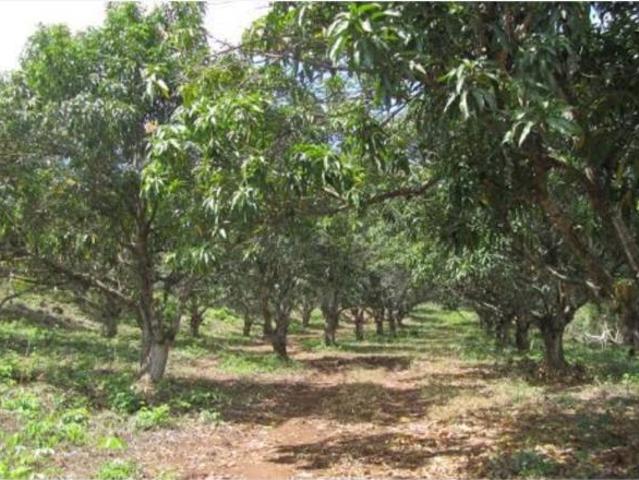 Terreno en venta en Tecomán, Colima