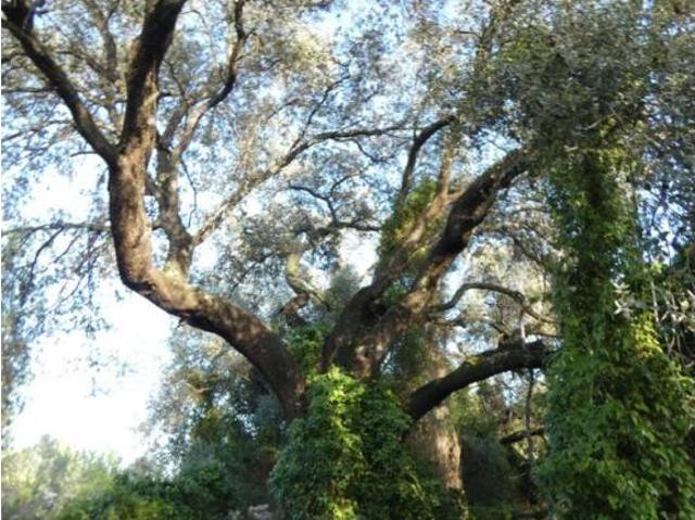 Terreno en venta en el Baix Maestrat, Valencia