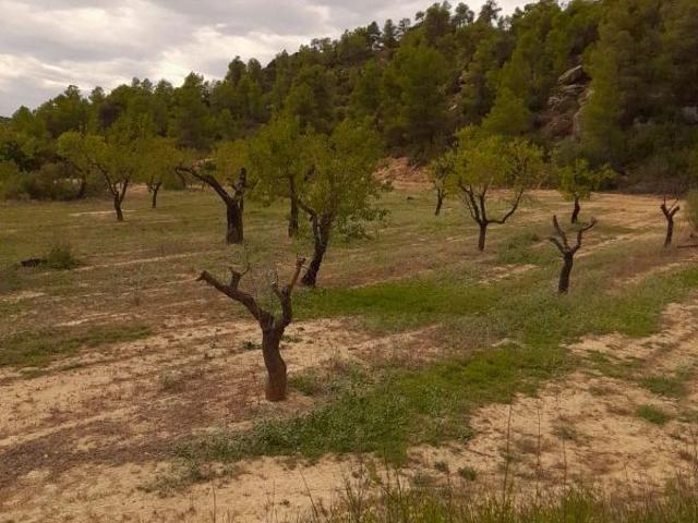 Terreno en venta en Garrigues, Catalunya