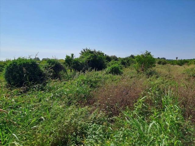Terreno en venta en la Plana Baixa, Valencia