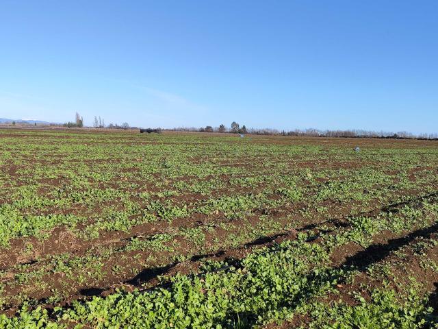 Terreno en Venta en Chillán