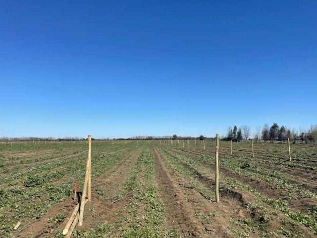 Terreno en Venta en Chillán