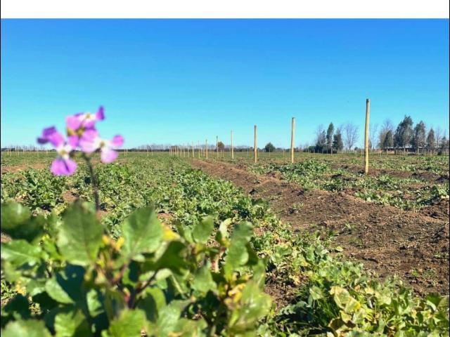 Terreno en Venta en Chillán