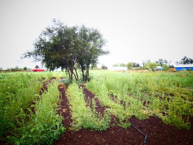Terreno en Venta en Chillán