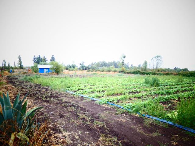 Terreno en Venta en Chillán