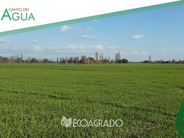 Terreno en Venta en Chillán