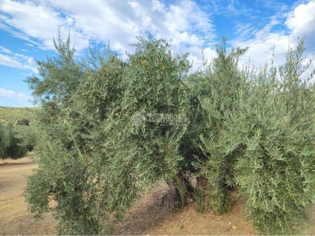 Terreno en venta en Chilluévar, Jaén