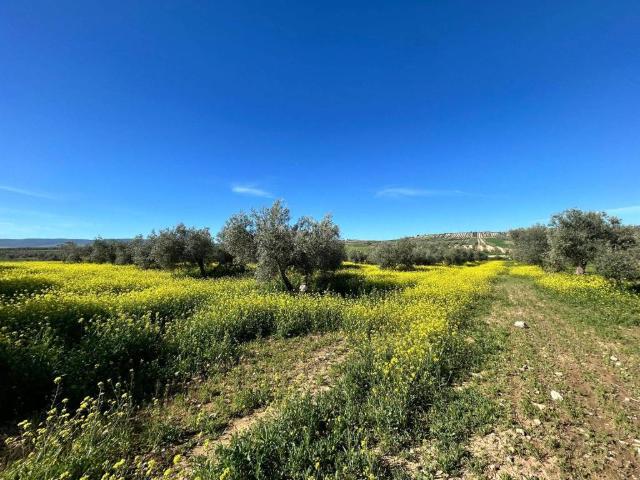 Terreno en venta en Comarca de Alhama, Andalucía