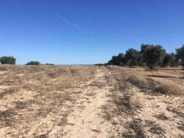 Terreno en venta en Chinchón