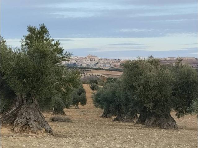 Terreno en venta en Chinchón, Madrid