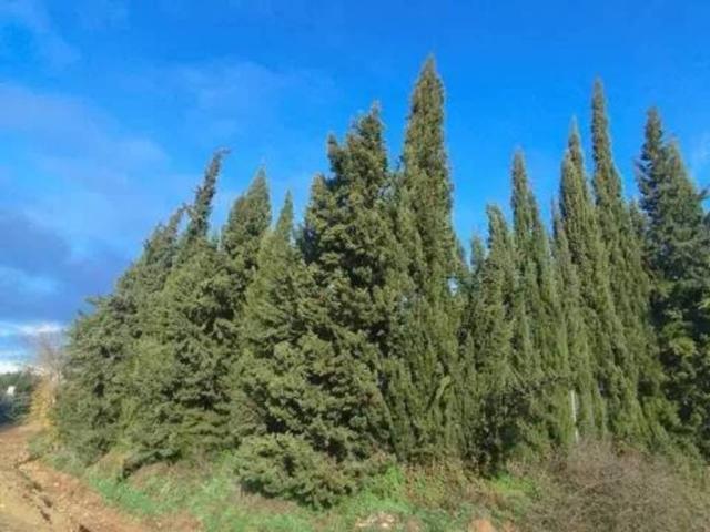 Terreno en venta en El Condado, Andalucía
