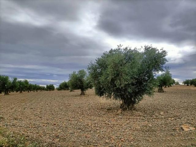 Terreno en venta en Chueca, Castilla-La Mancha