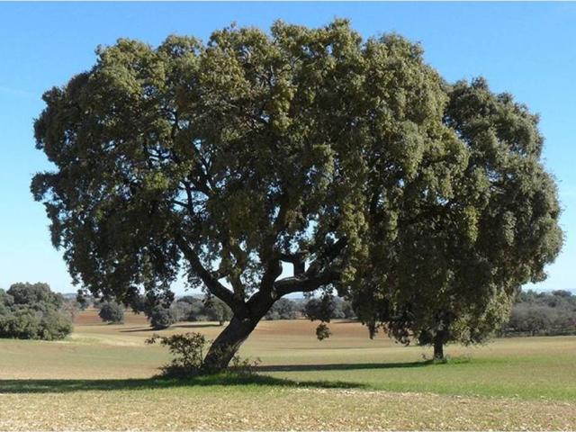 Terreno en venta en Cipérez, Castilla y León