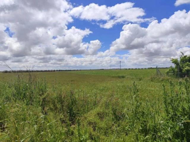 Terreno en venta en Ciruelos, Castilla-La Mancha