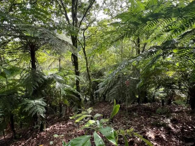 Terreno en venta en Cuetzalan Del Progreso, Puebla