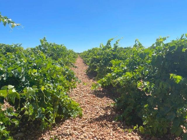 Terreno en venta en Ciudad Real, Castilla-La Mancha