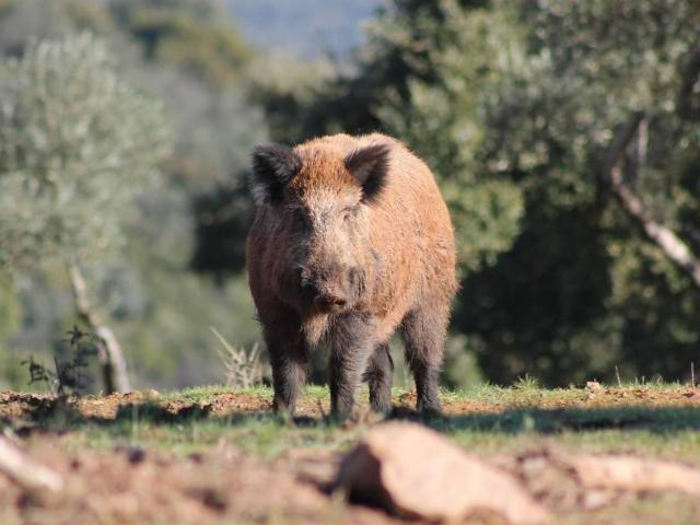 Terreno en venta en Ciudad Real, Castilla-La Mancha
