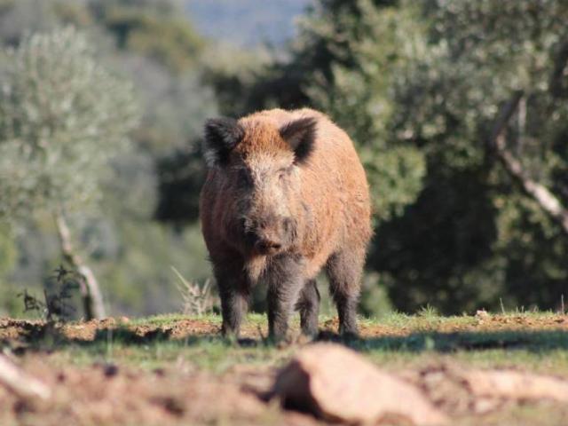 Terreno en venta en Ciudad Real, Castilla-La Mancha