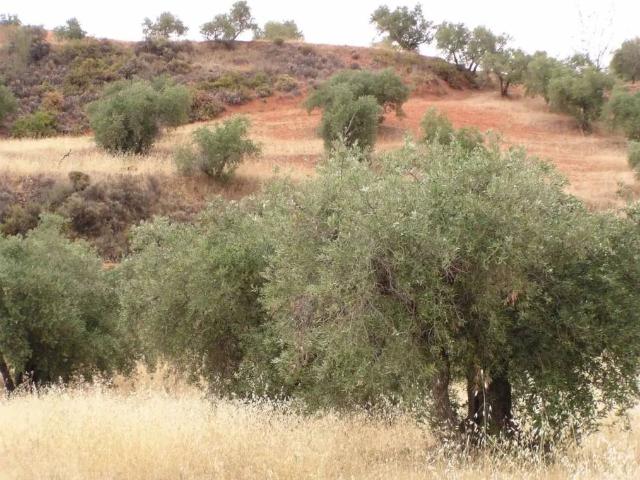 Terreno en venta en Comarca de la Vega de Granada, Andalucía