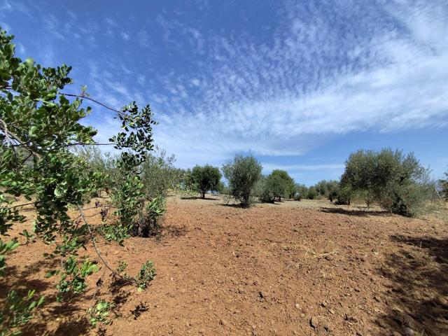 Terreno en venta en Miravalle Los Montecillos, Valle del Guadalhorce
