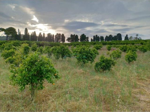 Terreno en venta en la Ribera Baixa, Valencia