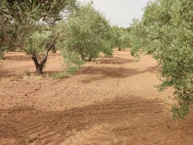 Terreno en venta en Córdoba, Andalucía