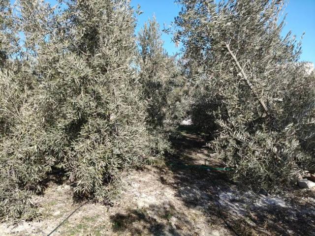 Terreno en venta en Comarca de Baza, Andalucía