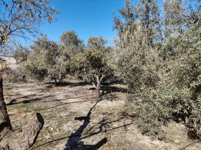 Terreno en venta en Comarca de Baza, Andalucía