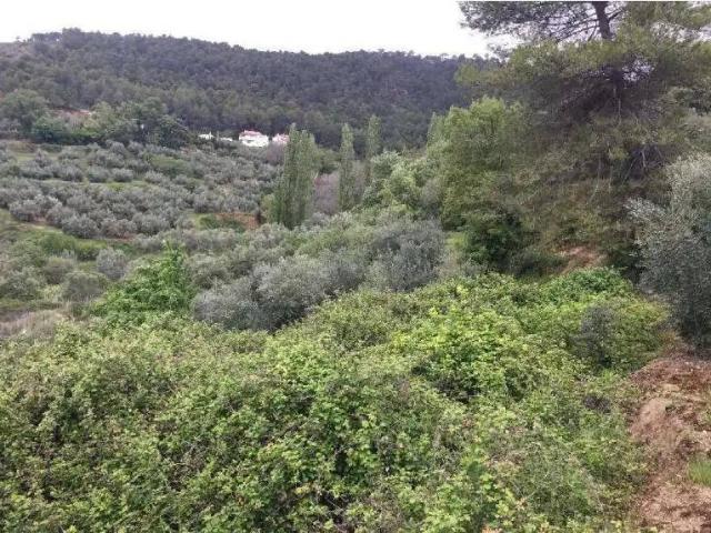 Terreno en venta en Cotillas, Castilla-La Mancha