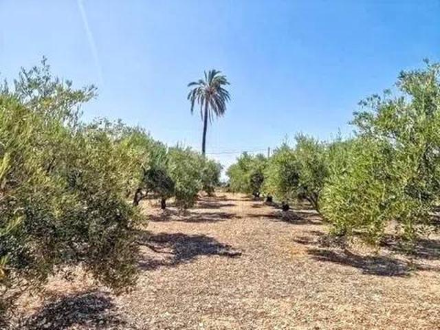 Terreno en venta en el Realengo, el Baix Vinalopó