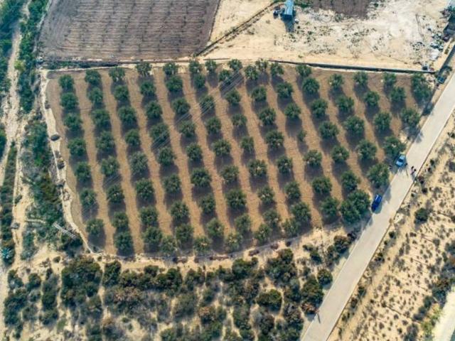 Terreno en venta en el Baix Vinalopó, Valencia