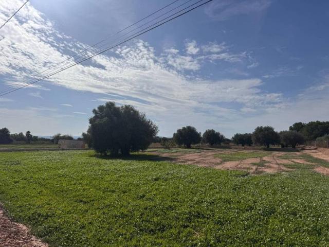 Terreno en venta en el Baix Vinalopó, Valencia