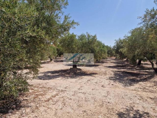 Terreno en venta en el Baix Vinalopó, Valencia
