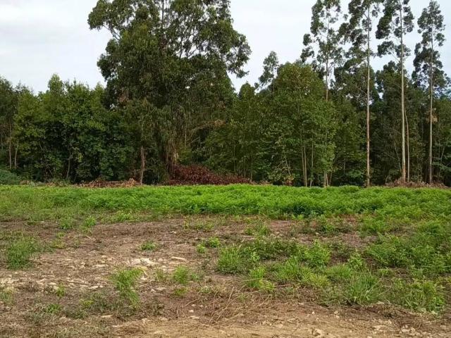 Terreno en venta en El Pito, Cudillero