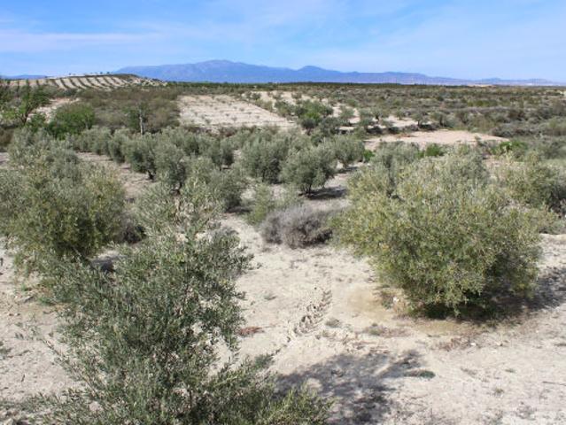 Terreno en venta en Comarca de Baza, Andalucía