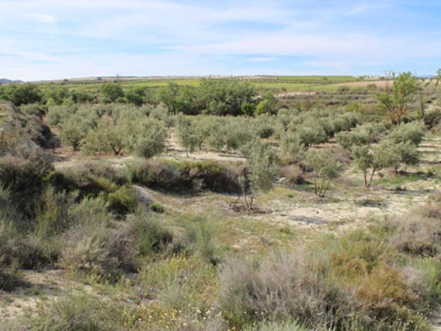 Terreno en venta en Comarca de Baza, Andalucía