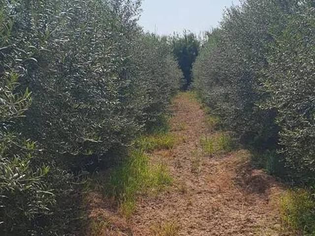 Terreno en venta en la Ribera Baixa, Valencia