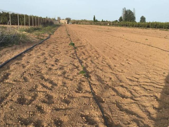 Terreno en venta en Masia del Raco, la Ribera Baixa