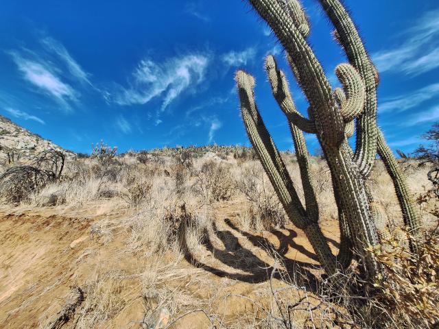 Terreno en Venta en Curacaví