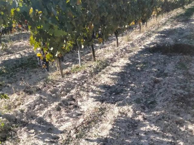 Terreno en venta en Curiel De Duero, Castilla y León