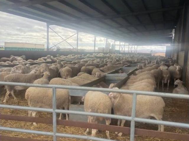 Terreno en venta en Daimiel, Castilla-La Mancha