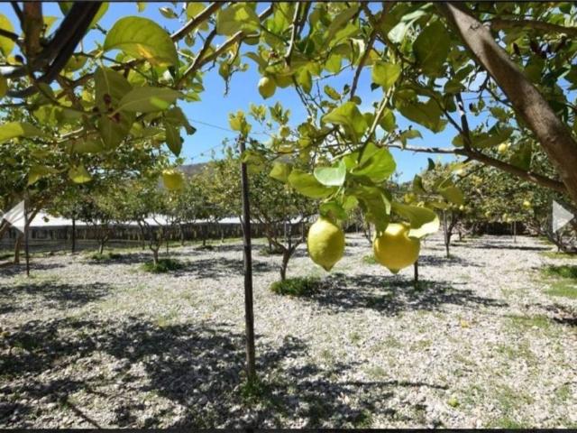 Terreno en venta en Dalías, Andalucía