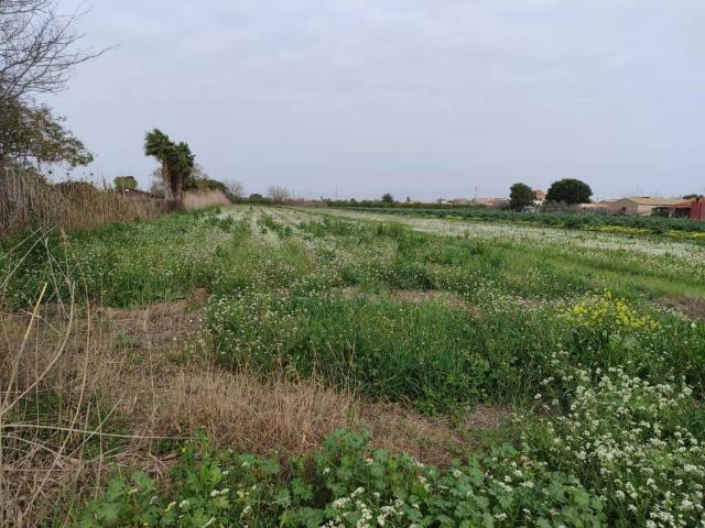 Terreno en venta en el Baix Segura / La Vega Baja, Valencia