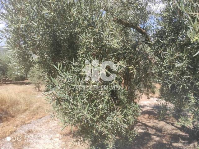 Terreno en venta en Doña Mencía, Andalucía