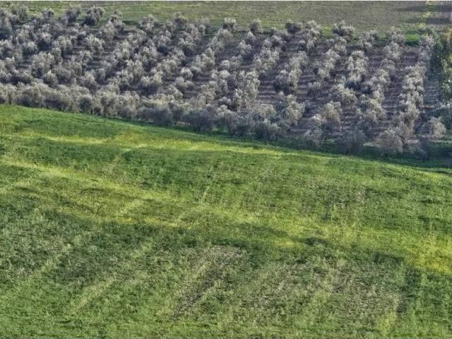 Terreno en venta en Écija, Andalucía