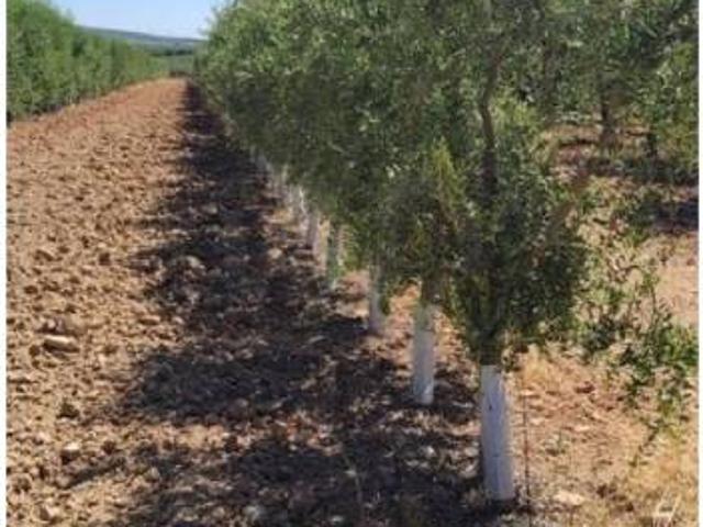 Terreno en venta en Écija, Sevilla
