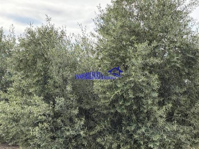 Terreno en venta en El Carpio, Andalucía