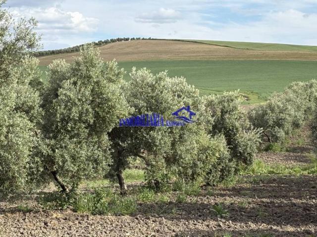 Terreno en venta en El Carpio, Andalucía